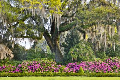 Premium Photographic Print, , small