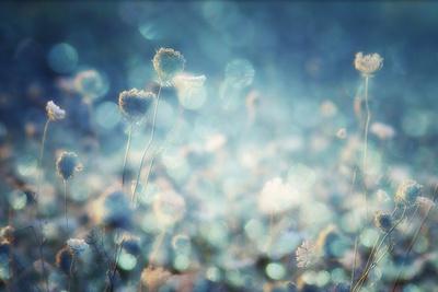 Photographic Print, , small