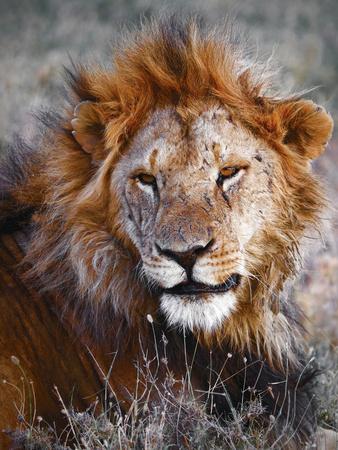 Premium Photographic Print, , small
