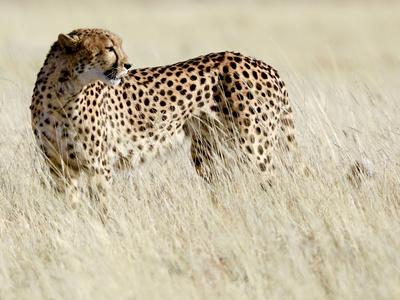 Premium Photographic Print, , small