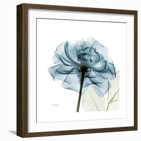 Teal Rose-Albert Koetsier-Framed Premium Photographic Print