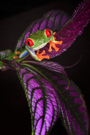 Premium Photographic Print, , small