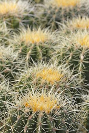Premium Photographic Print, , small
