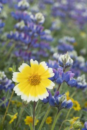 Photographic Print, , small