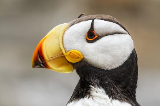 Horned Puffin  Audubon Field Guide