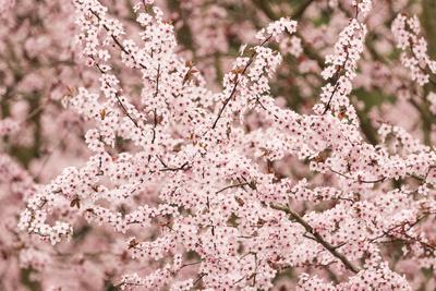 Premium Photographic Print, , small