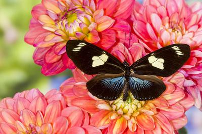 Premium Photographic Print, , small