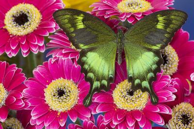 Premium Photographic Print, , small