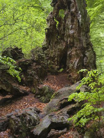 Photographic Print, , small