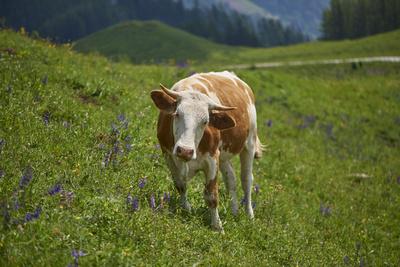 Photographic Print, , small