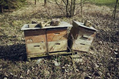 Photographic Print, , small