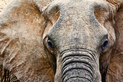 Photographic Print, , small