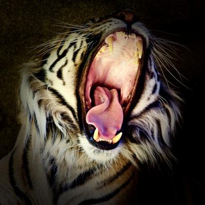Premium Photographic Print, , small