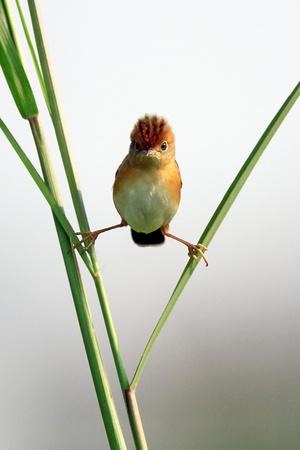 Photographic Print, , small