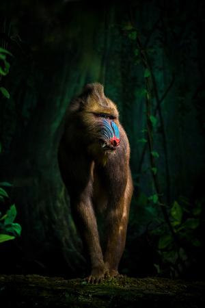 Photographic Print, , small