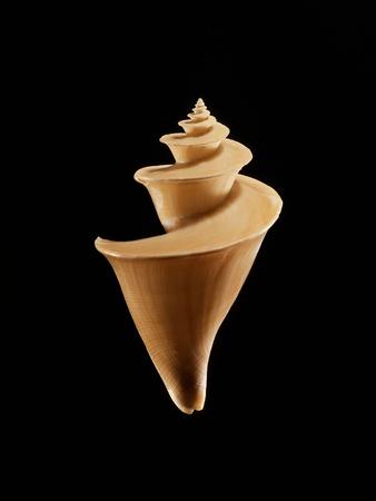 Photographic Print, , small