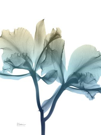 Premium Photographic Print, , small