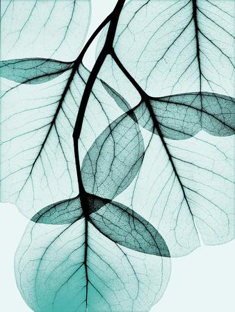 Premium Photographic Print, , small