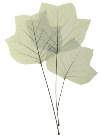 Premium Photographic Print, , small