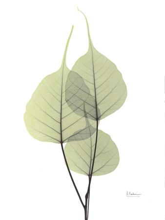 Premium Photographic Print, , small