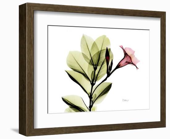 Mandellia L265-Albert Koetsier-Framed Photographic Print