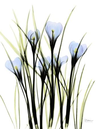 Photographic Print, , small