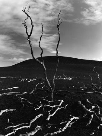 Premium Photographic Print, , small