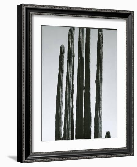 Cactus, Baja, c.1965-Brett Weston-Framed Photographic Print