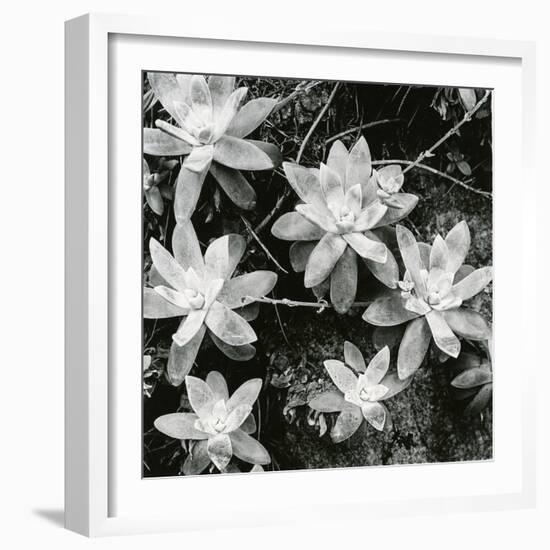 Succulents, Point Lobos, 1951-Brett Weston-Framed Photographic Print