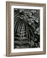Plants and Leaves, Hawaii, c. 1985-Brett Weston-Framed Photographic Print