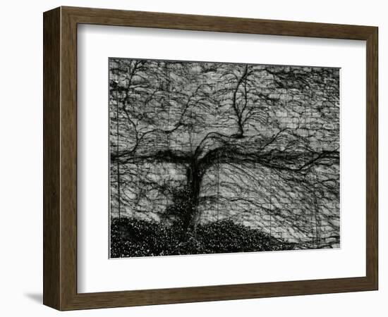 Ivy and Wall, New York, c. 1945-Brett Weston-Framed Photographic Print