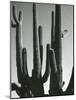 Cactus, Saguaros, Arizona, 1964-Brett Weston-Mounted Photographic Print