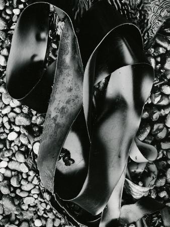 Premium Photographic Print, , small