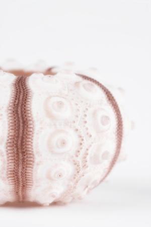 Photographic Print, , small