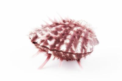 Photographic Print, , small