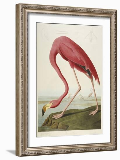 American Flamingo, from 'The Birds of America'-John James Audubon-Framed Giclee Print