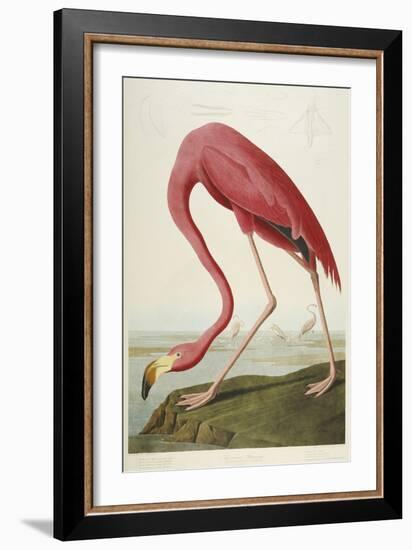 American Flamingo, from 'The Birds of America'-John James Audubon-Framed Giclee Print