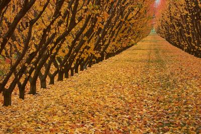 Premium Photographic Print, , small