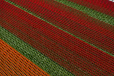 Photographic Print, , small