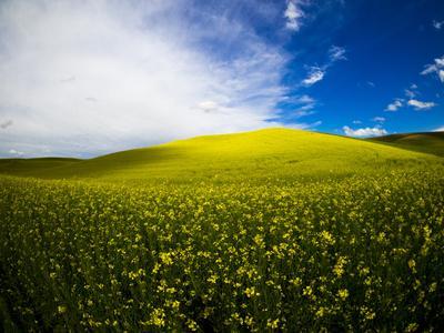 Photographic Print, , small