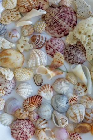 Premium Photographic Print, , small