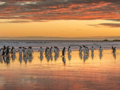 Premium Photographic Print, , small