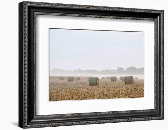 Hay bales in field on foggy morning. Marion County, Illinois.-Richard & Susan Day-Framed Photographic Print