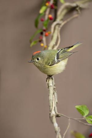 Premium Photographic Print, , small
