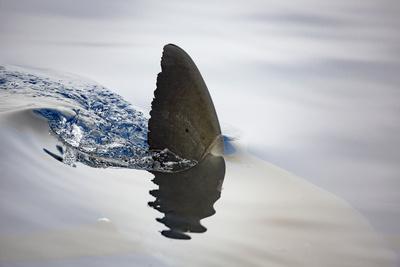 Photographic Print, , small