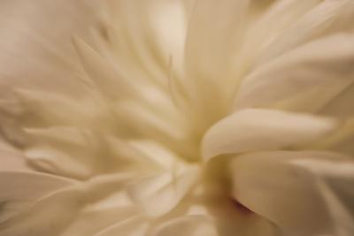 Premium Photographic Print, , small