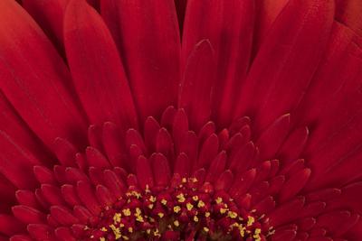Premium Photographic Print, , small