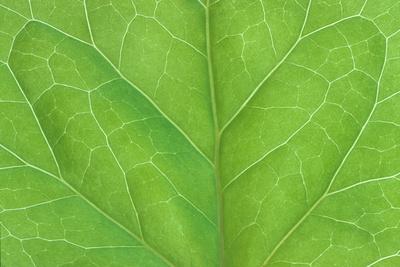 Photographic Print, , small