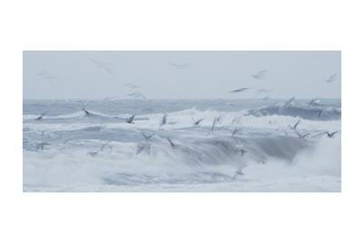 Photographic Print, , small