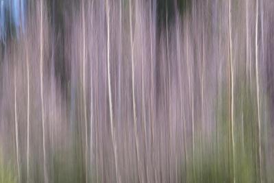 Photographic Print, , small